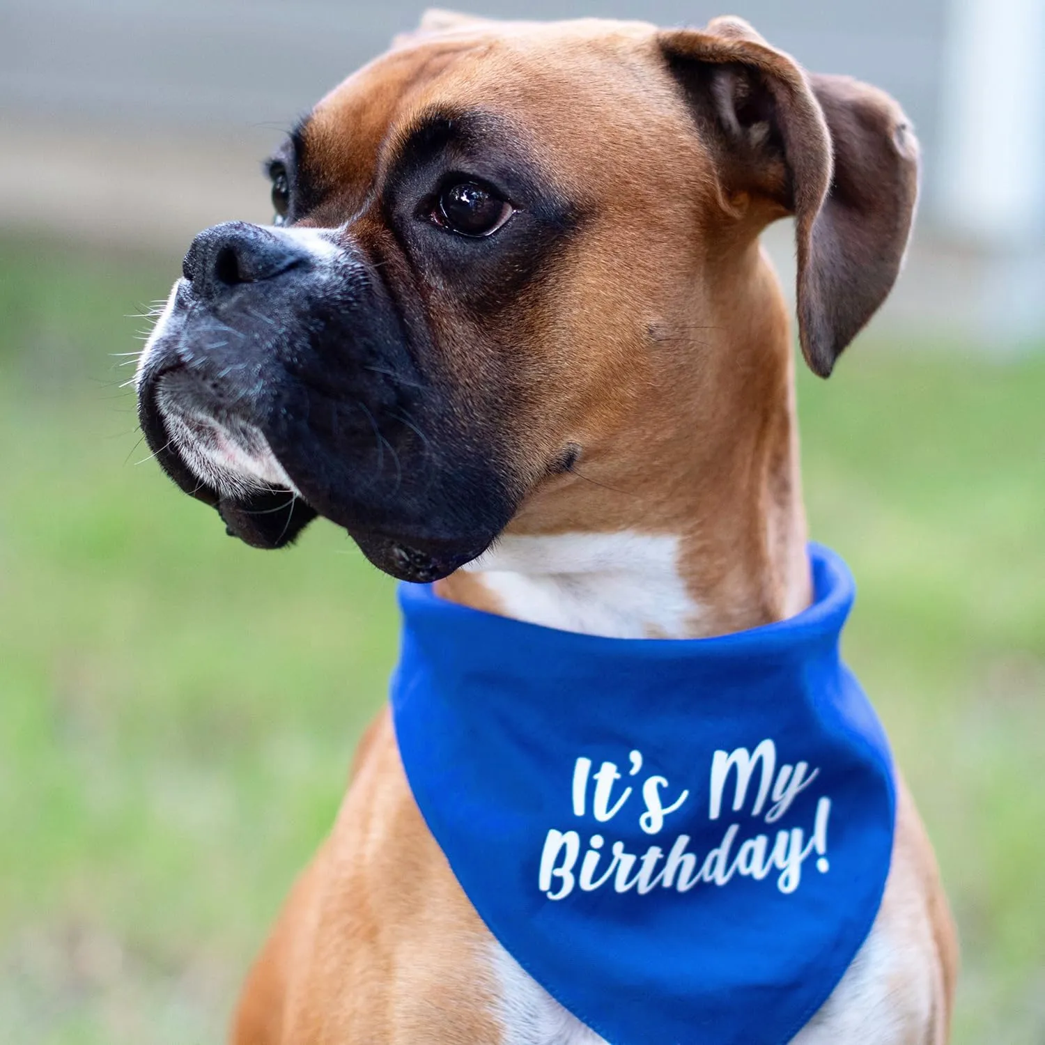 It's My Birthday Dog Bandana | 100% Cotton Tie Dye | Made in USA | Birthday Pawty | Party Theme | Celebration Supplies | Photoshoot Prop | Purple, One Size (60)
